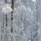 Winterpracht der Schwäbischen Alb