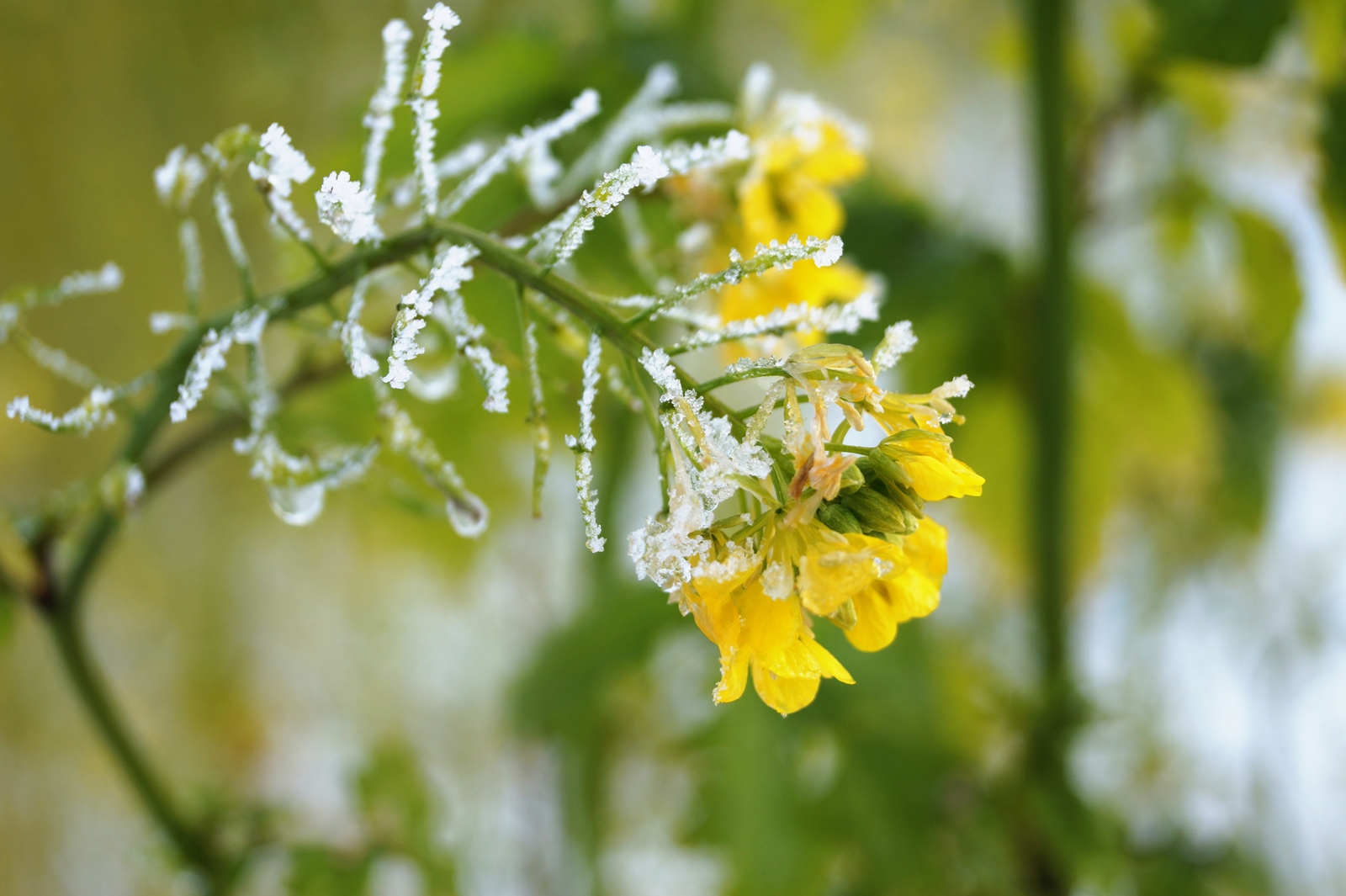 Winterprinzessin