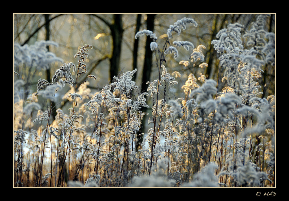 Winterpuschel