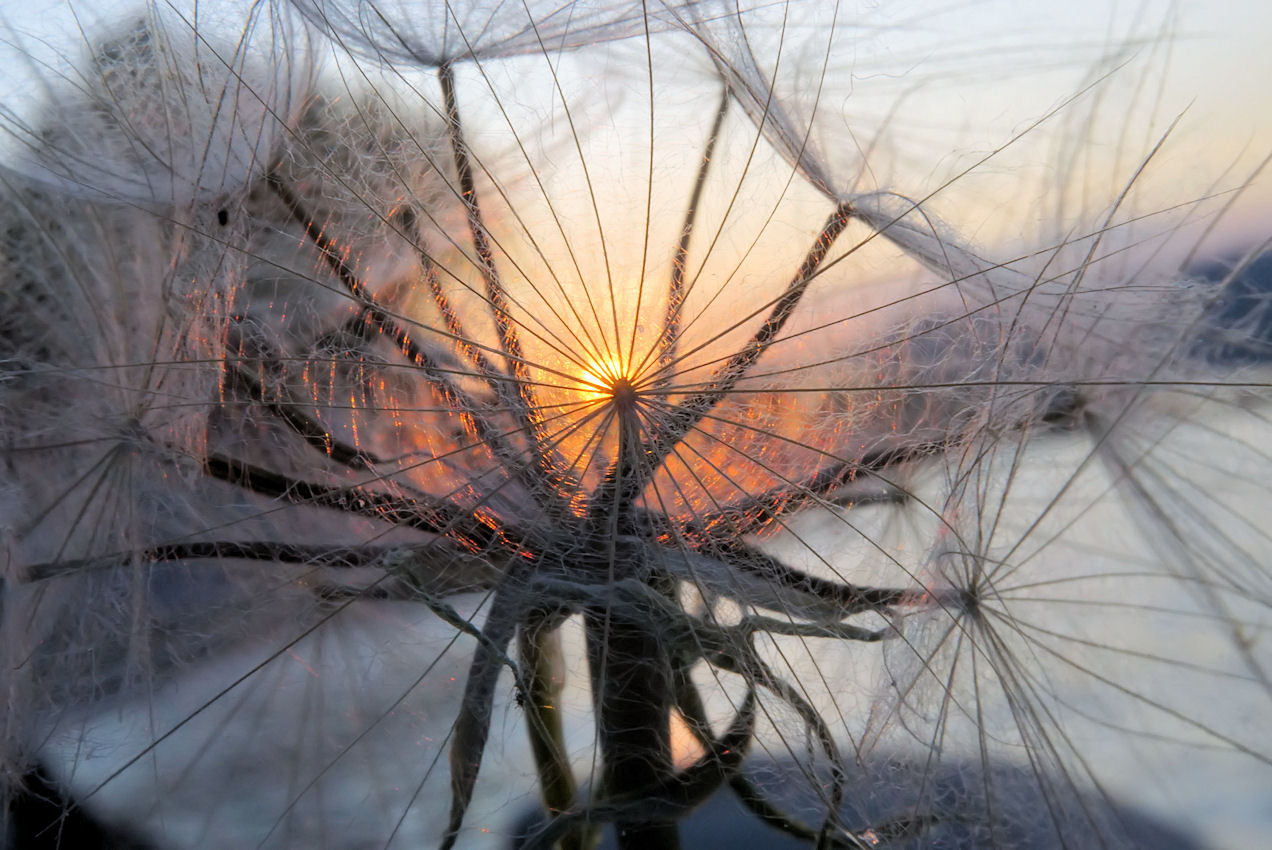 Winterpusteblume?