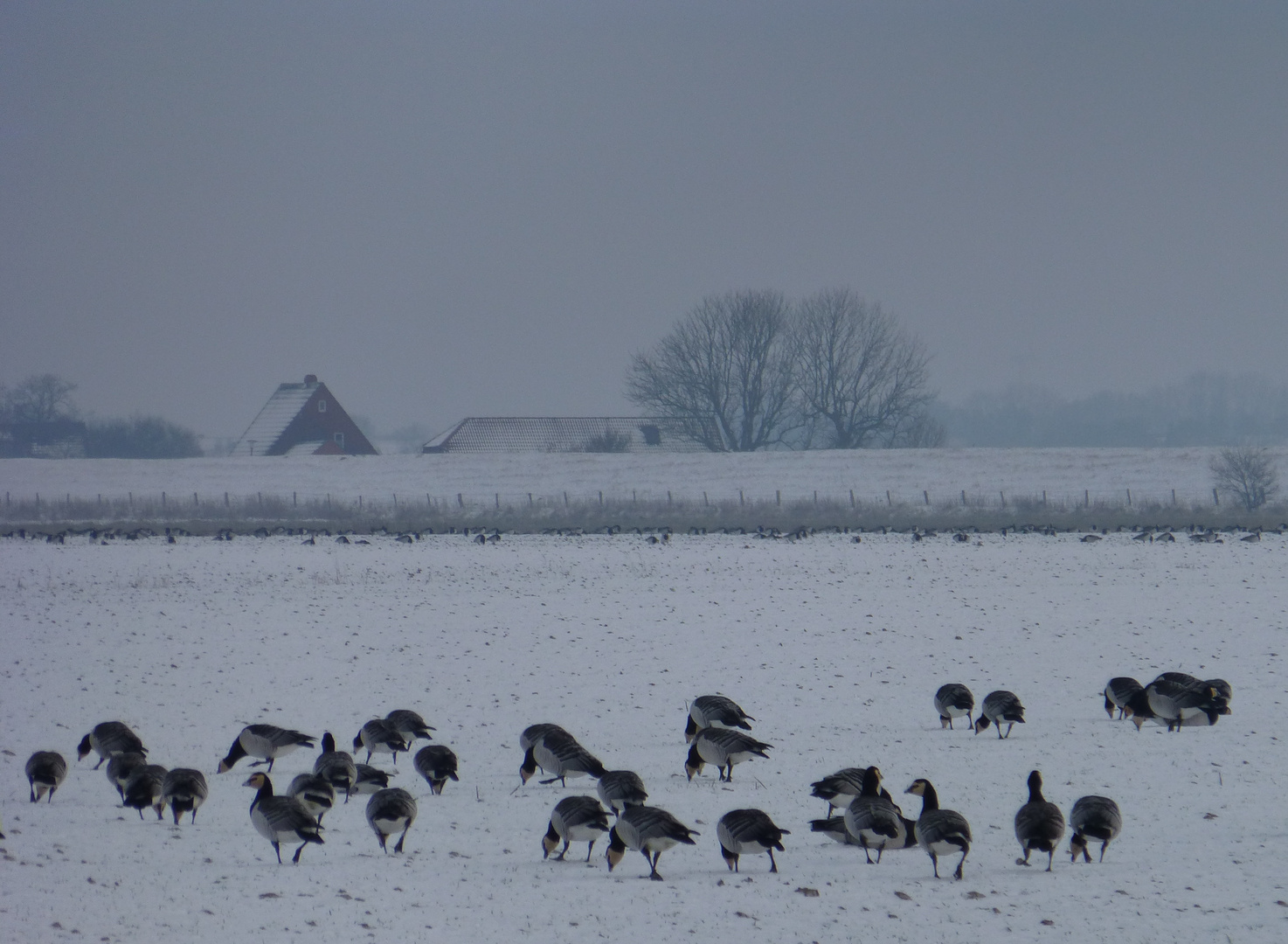 Winterquartier zwischen den Deichen