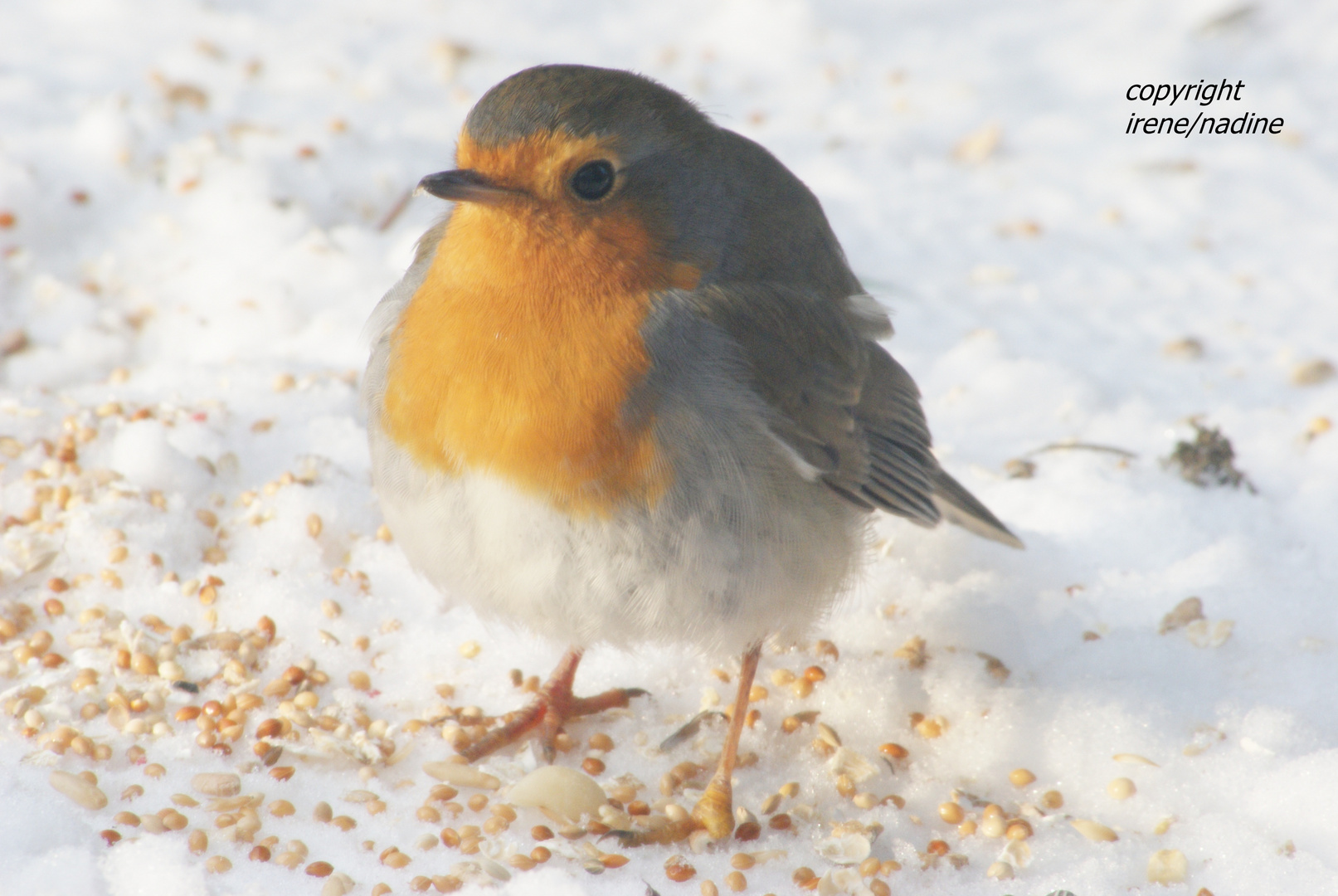 Winterrätsel!