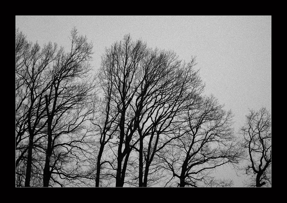 Winterrauschen B&W