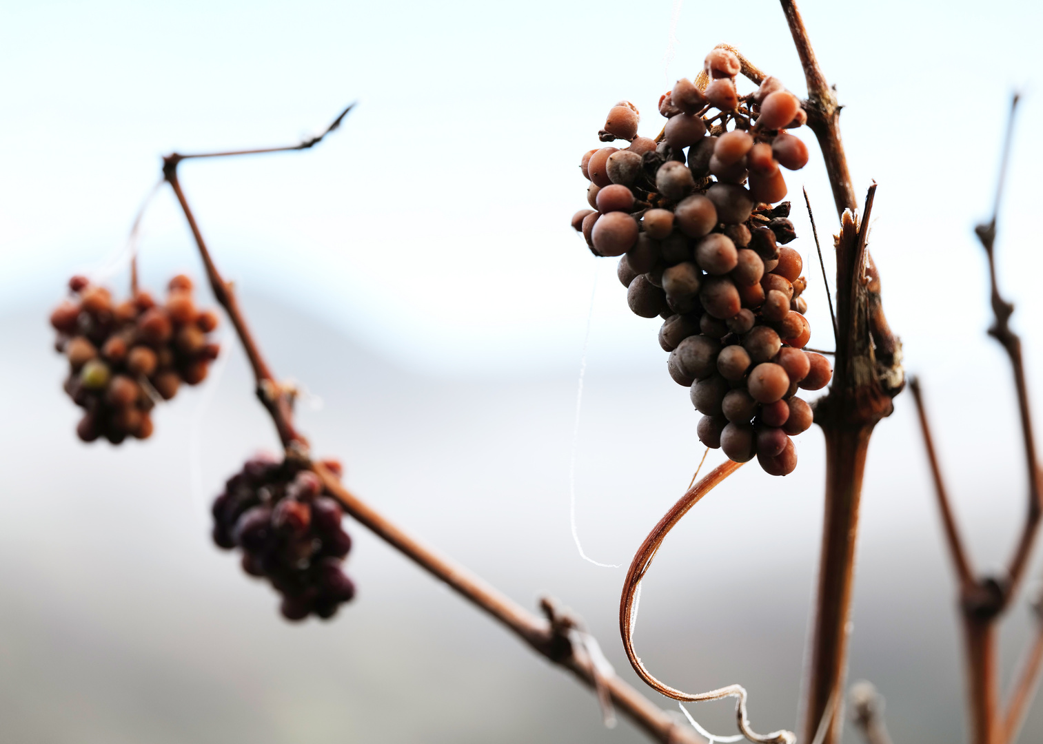 Winterrebe, die letzten am Stock / Frost Grape