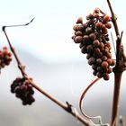 Winterrebe, die letzten am Stock / Frost Grape