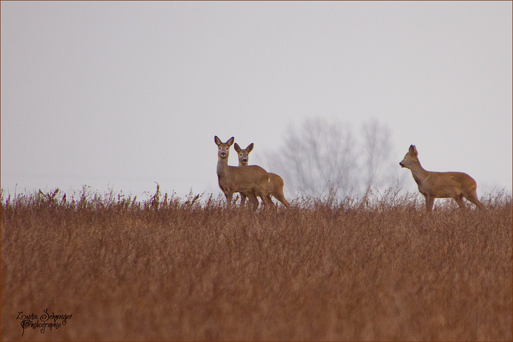 ...Winterrehe....