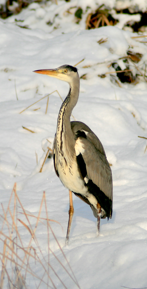 "Winter"Reiher"