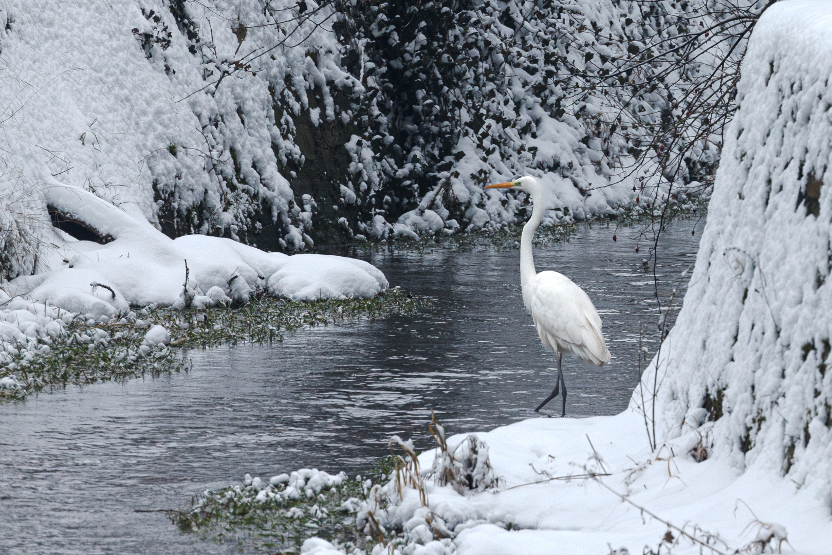 Winterreiher