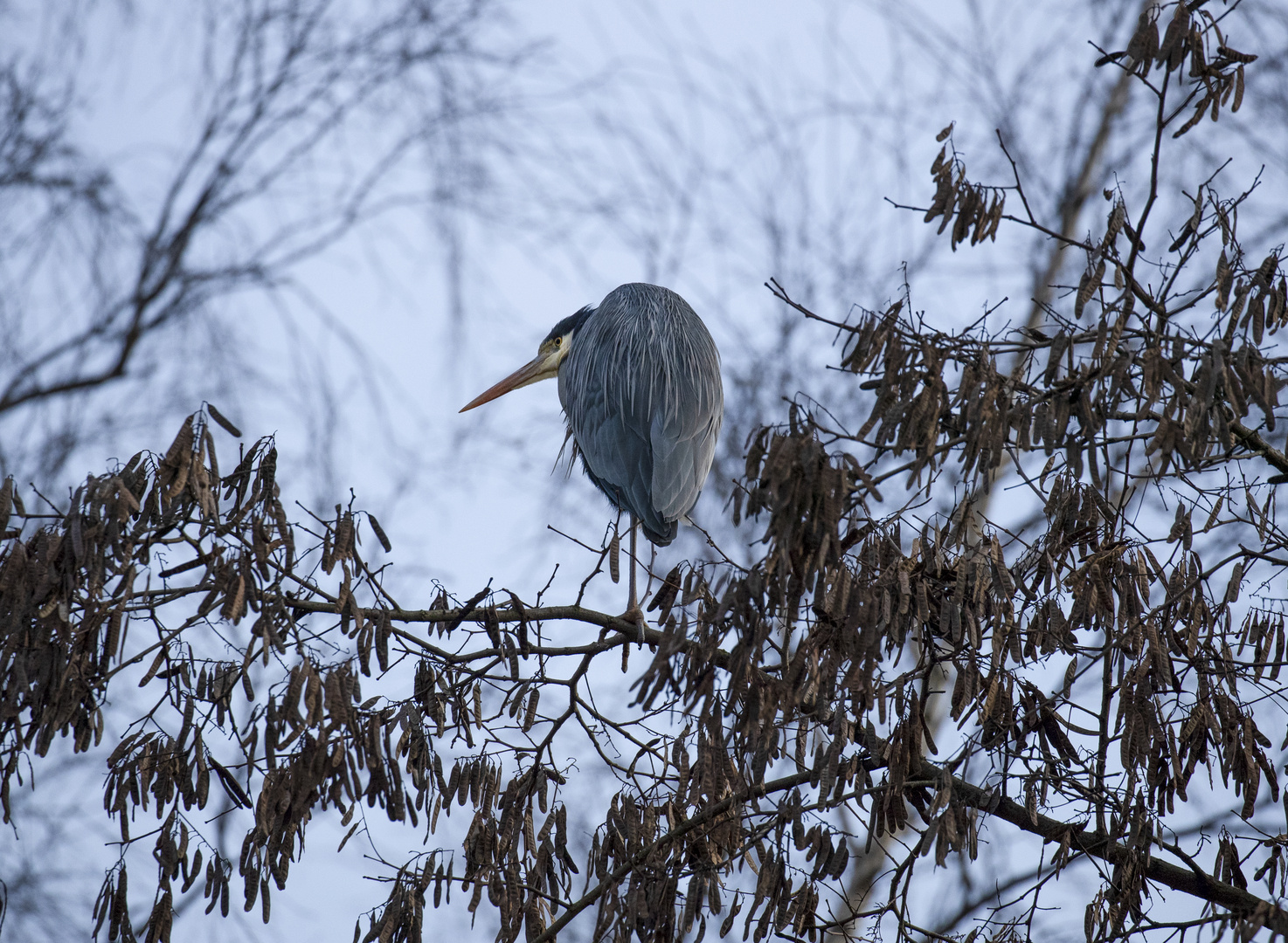 Winterreiher