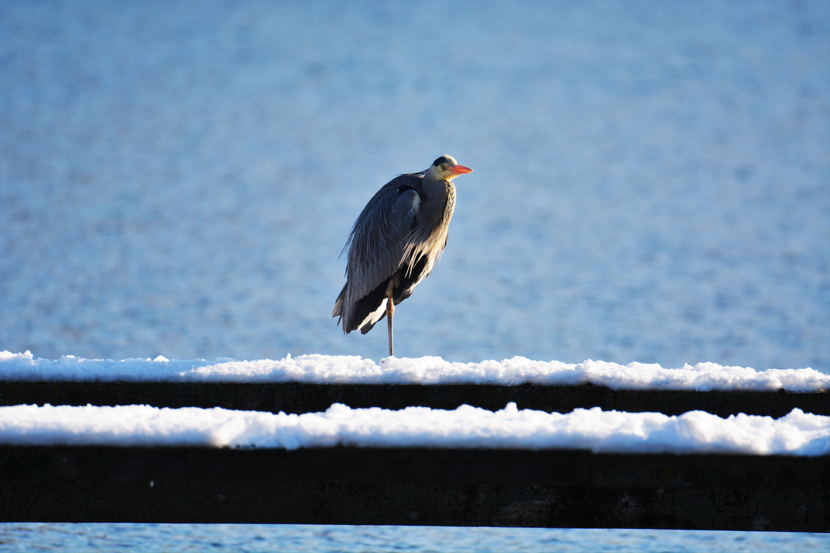 Winterreiher