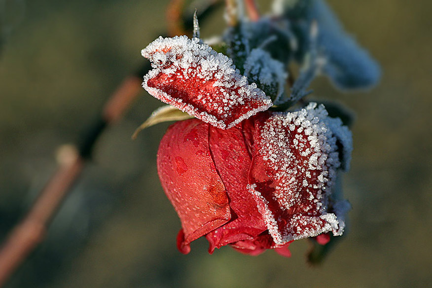 Winterröschen