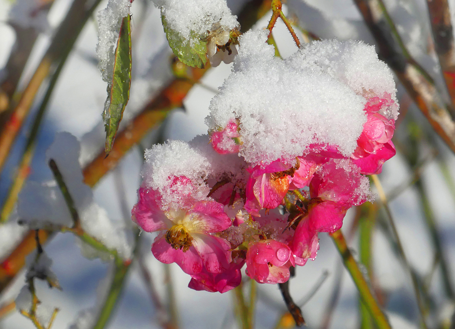 Winterröschen