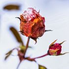 Winterrose