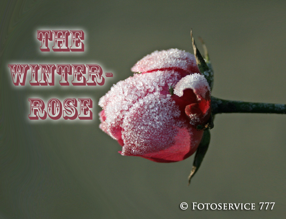 Winterrose