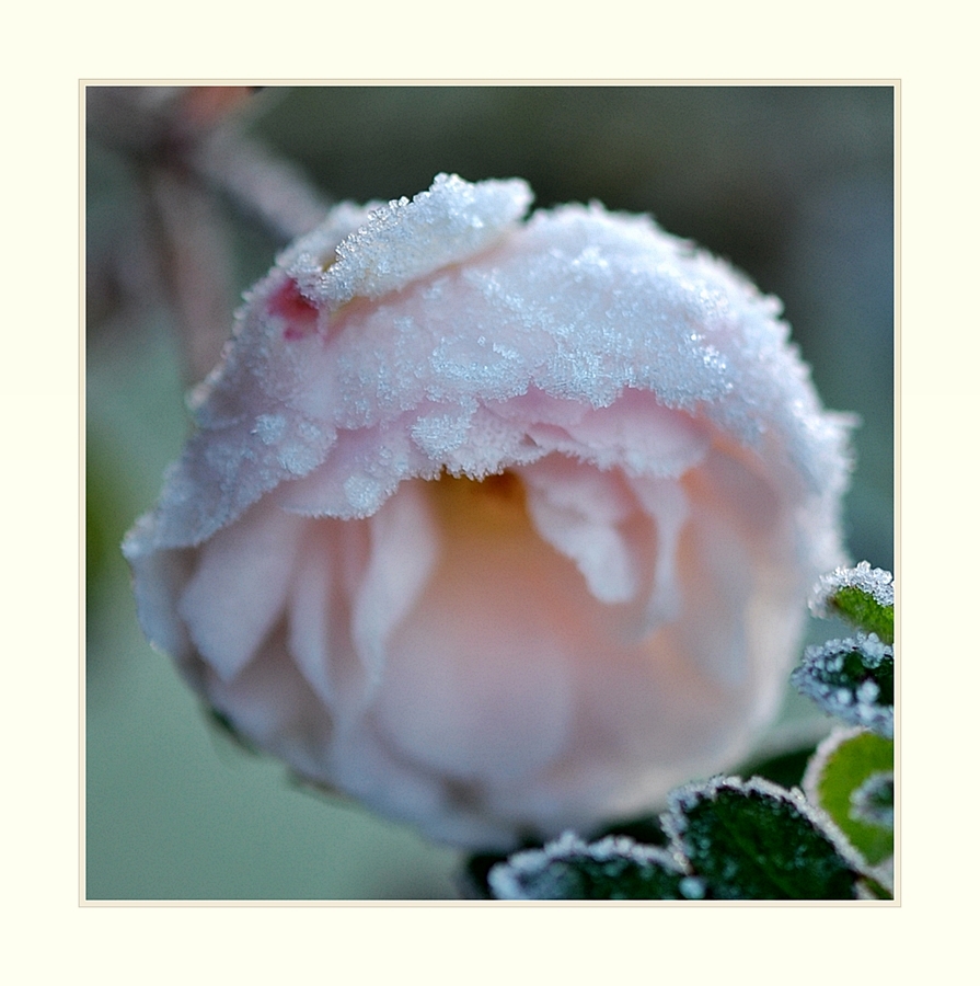 WINTERROSE