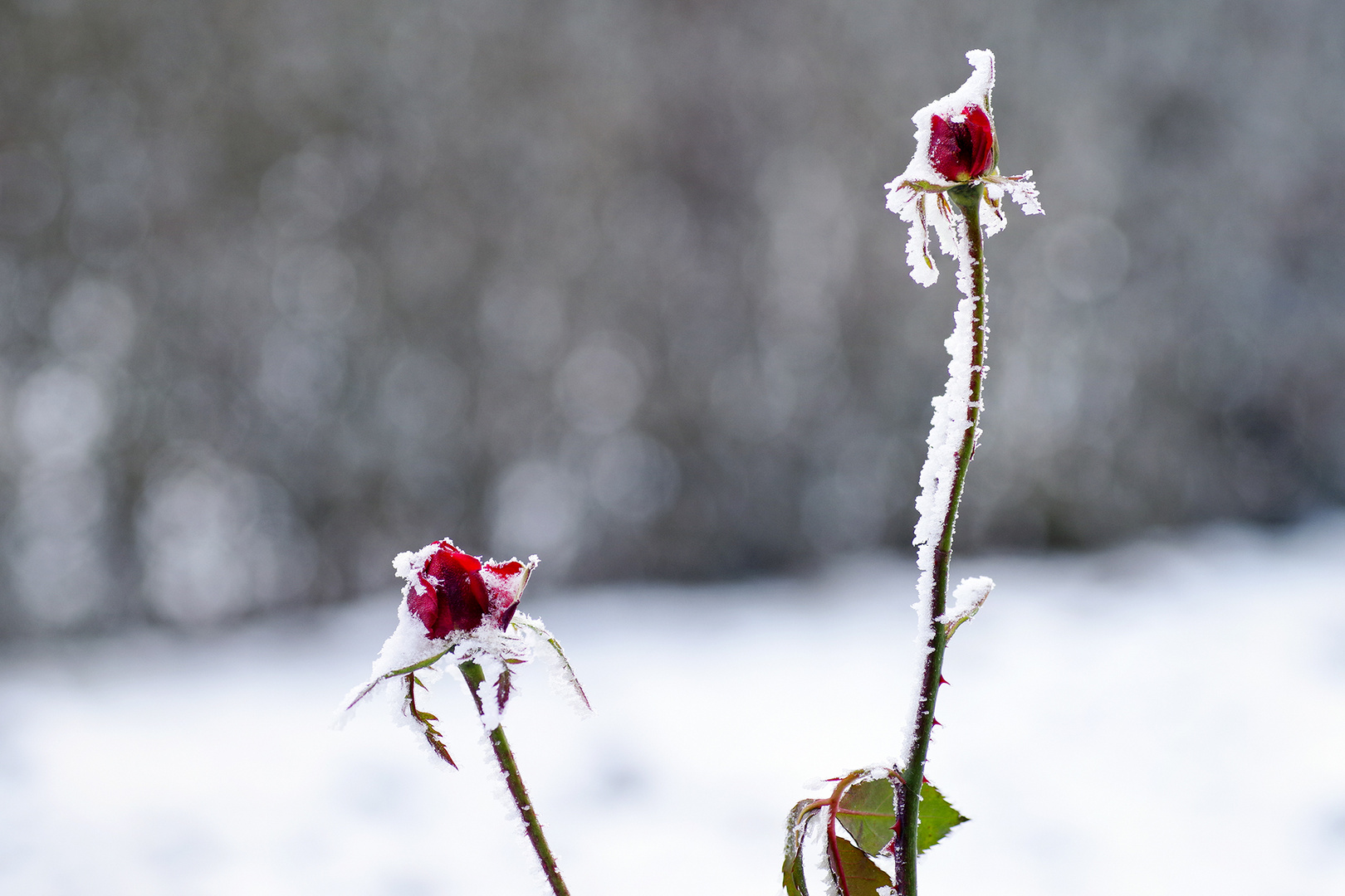 Winterrose 2