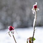 Winterrose 2