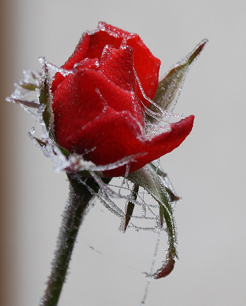 Winterrose (2)