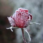 Winterrose