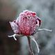 Winterrose