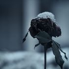 Winterrose