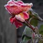 Winterrose