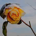 Winterrose