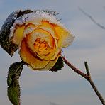 Winterrose