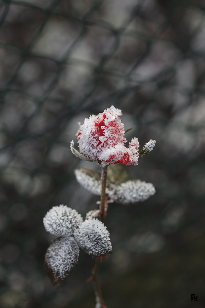 Winterrose