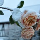 Winterrose 