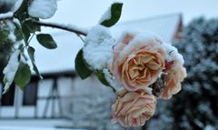 Winterrose 