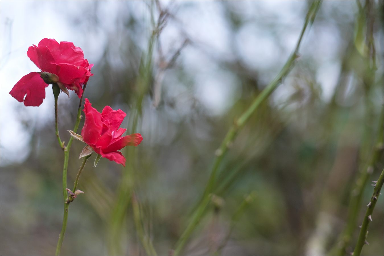 Winterrose