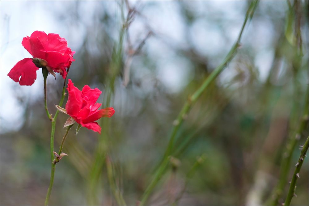 Winterrose