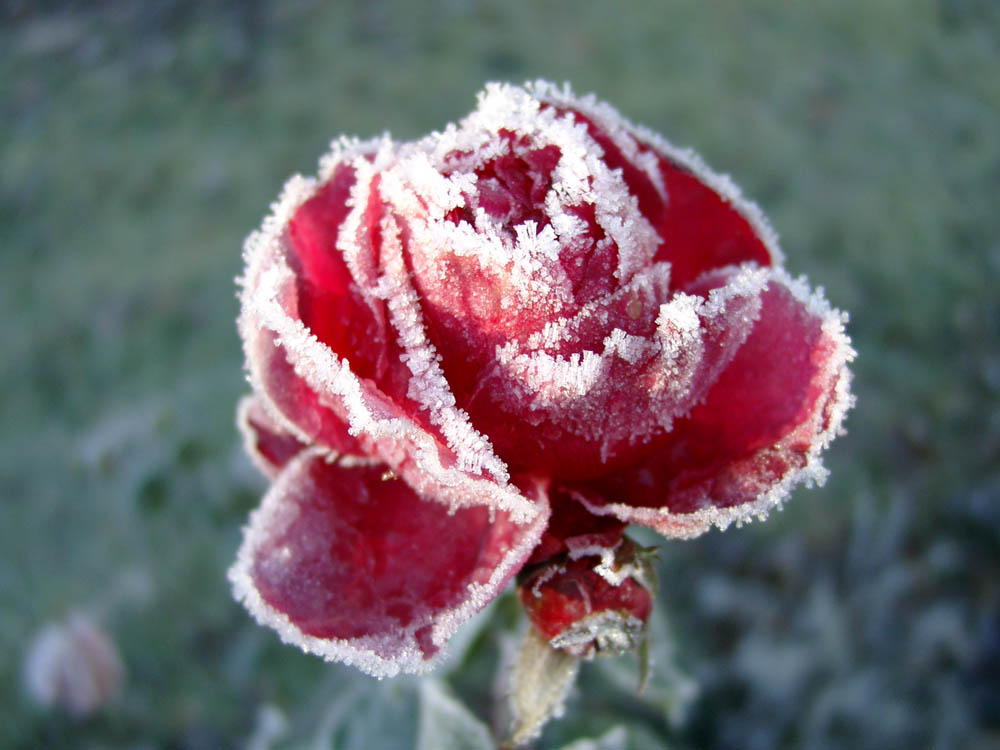 Winterrose