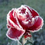 Winterrose