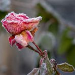 Winterrose