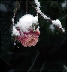 Winterrose