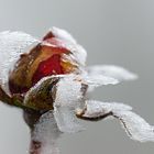 Winterrose