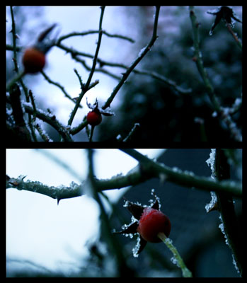 winterrose