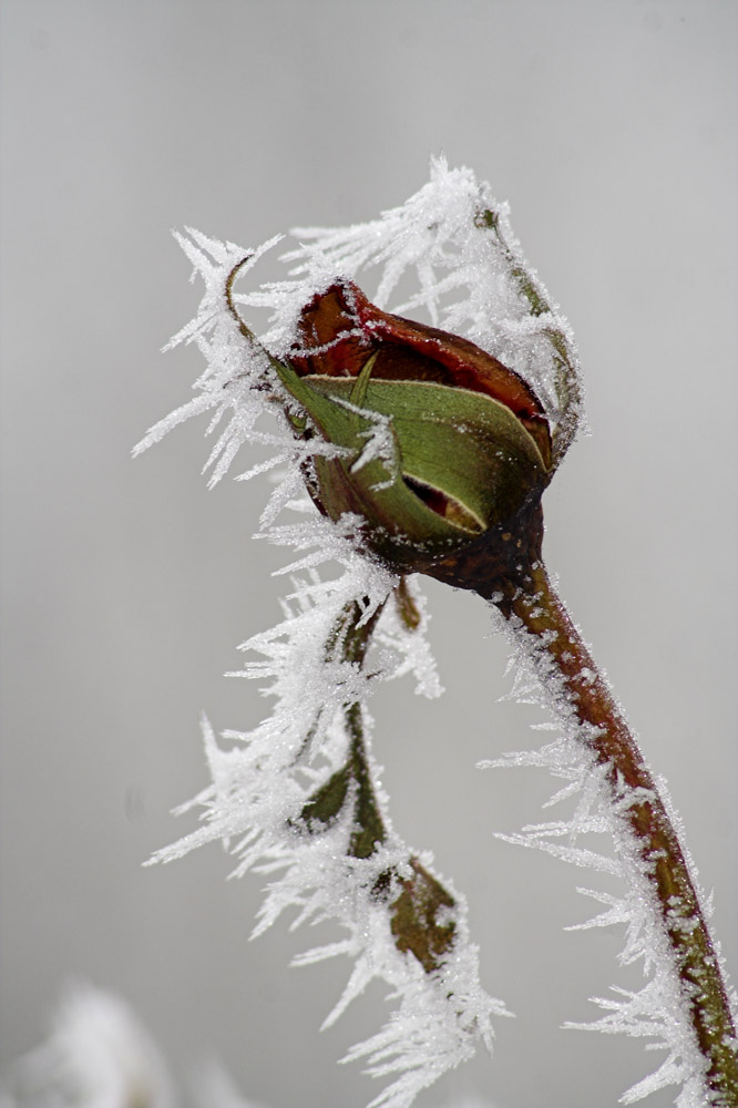 Winterrose