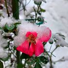 Winterrose