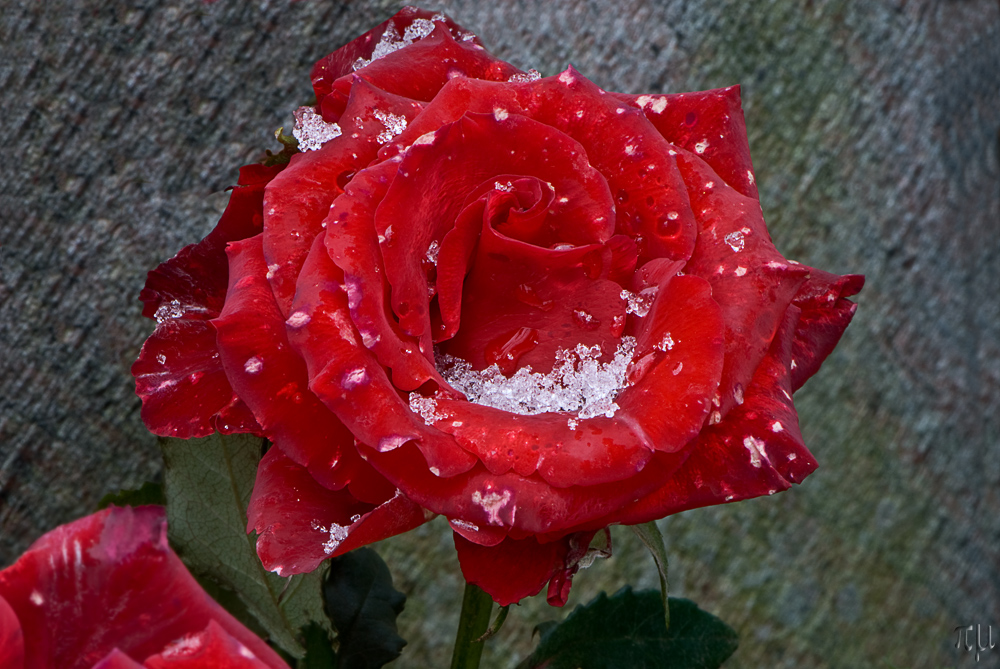 winterrose auf dem friedhof