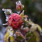 Winterrose 