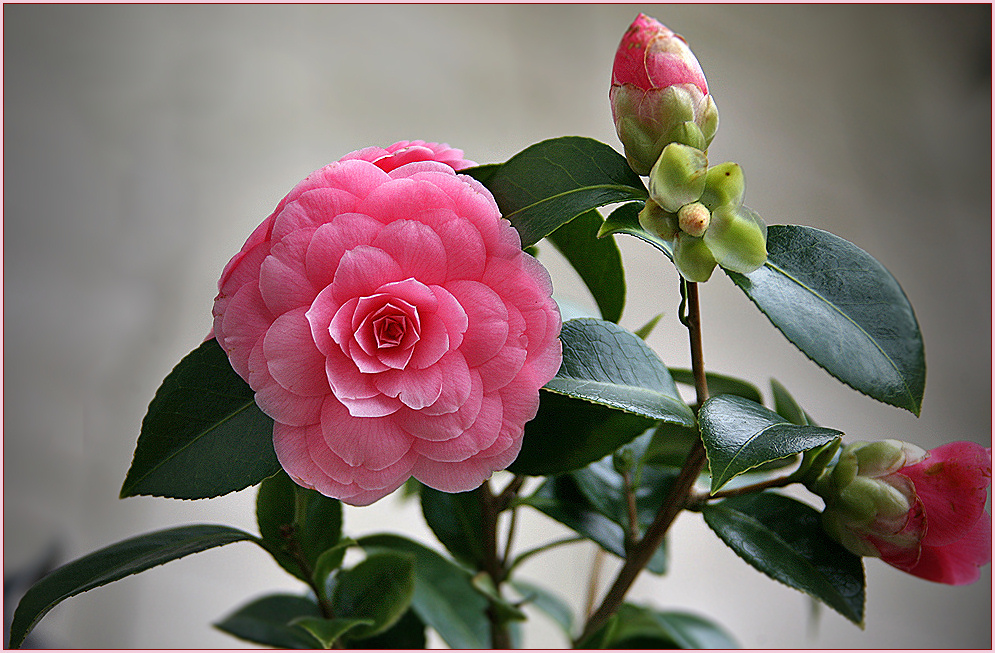 Winterrose Foto & Bild pflanzen, pilze & flechten, blüten