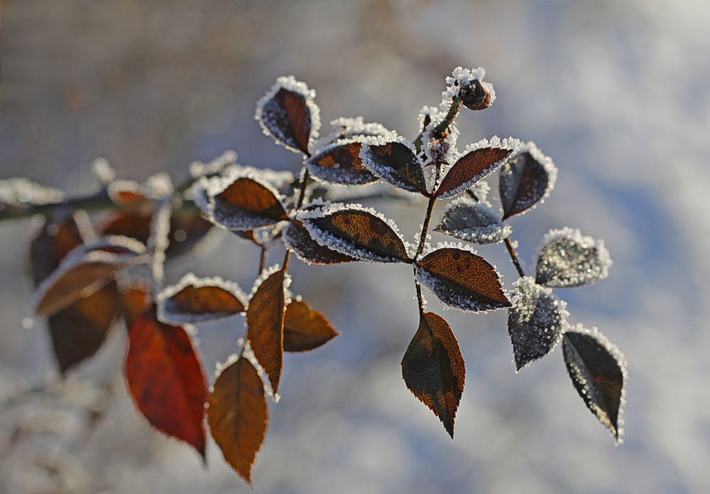 Winterrose