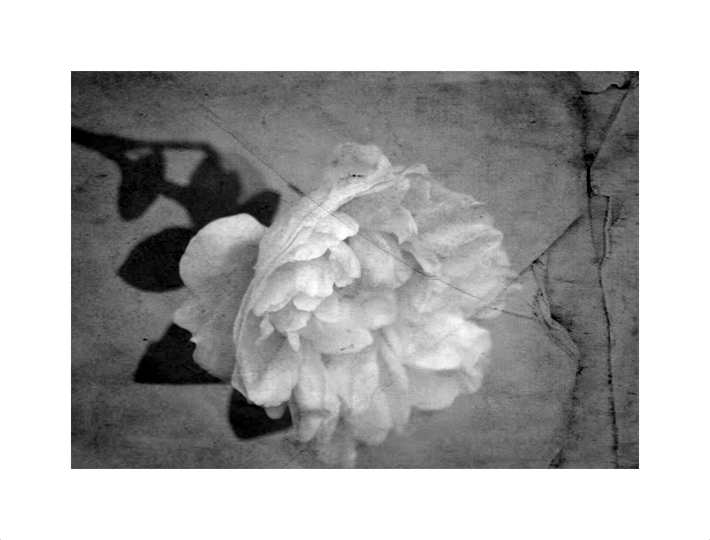 Winterrose....