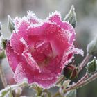 Winterrose