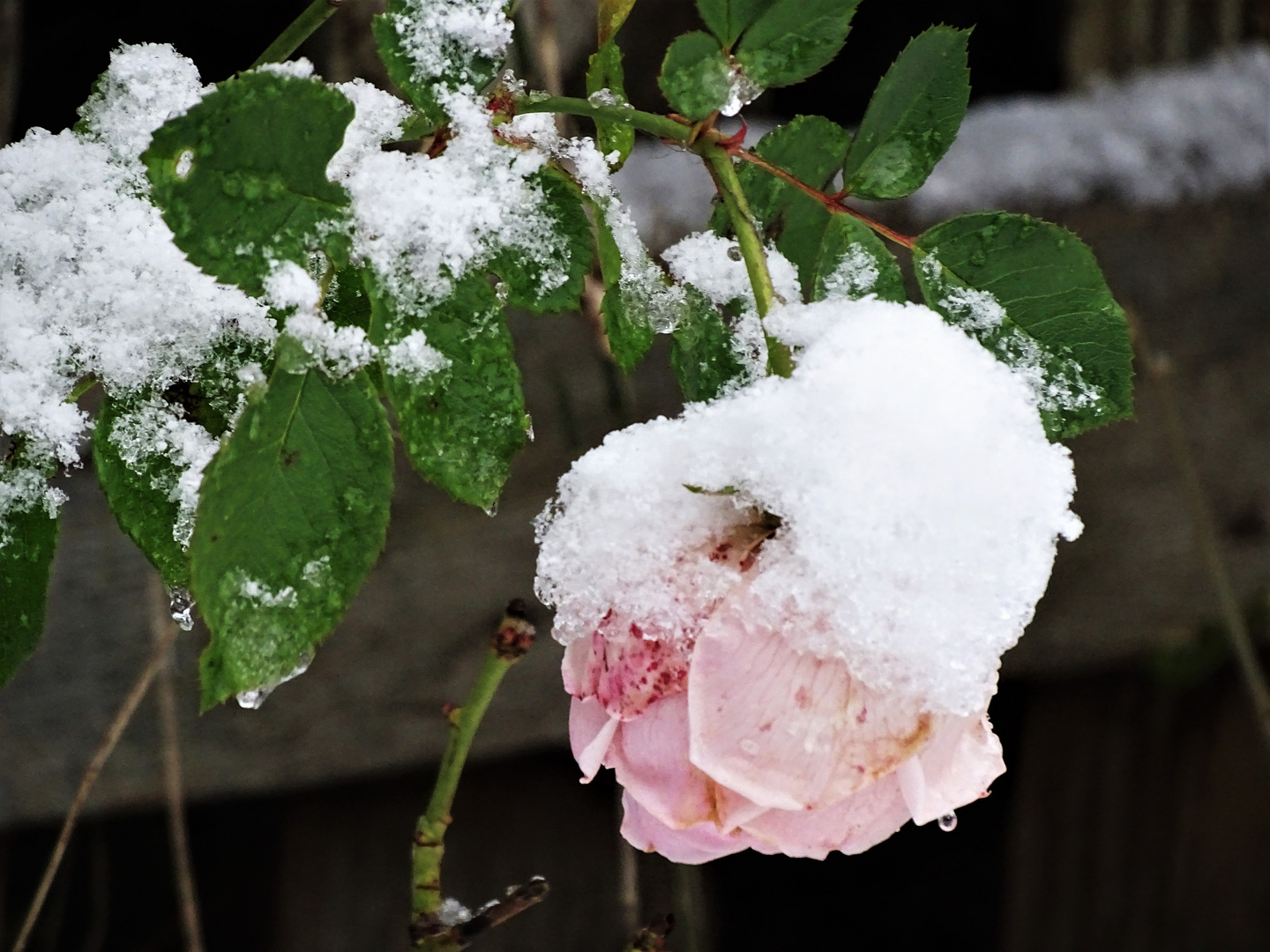 Winterrose im Schnee