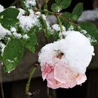 Winterrose im Schnee
