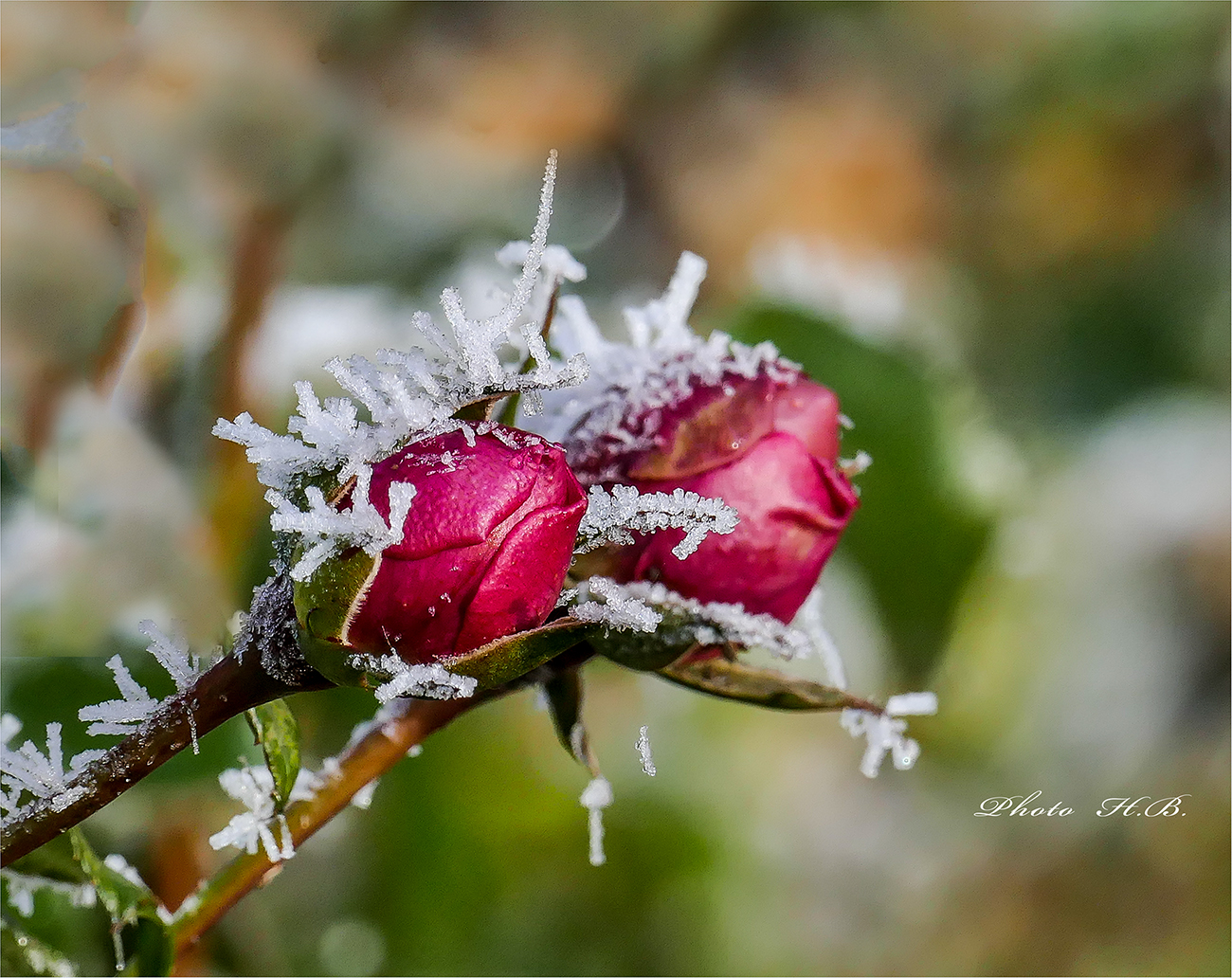 WINTERROSEN